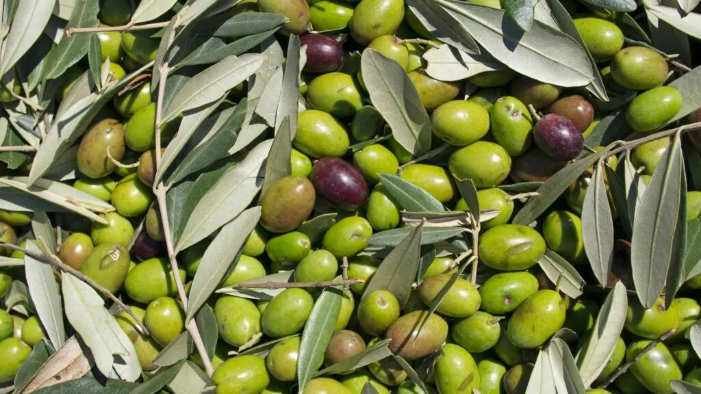 green olives