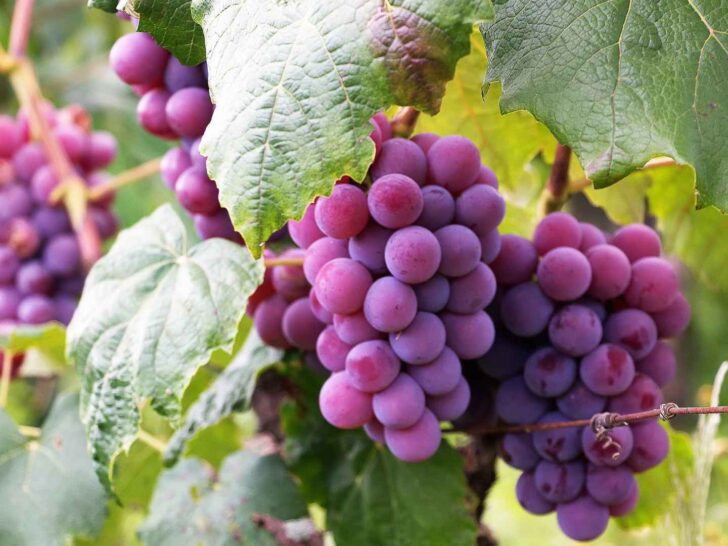 can cats eat grapes?