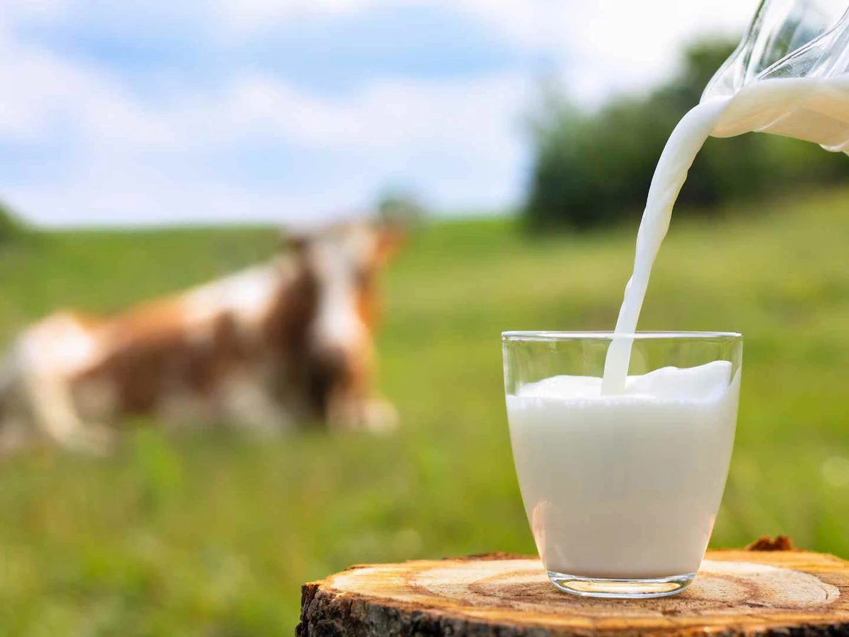 Milk pouring into a clear glass outdoors with a cow blurred in the background.