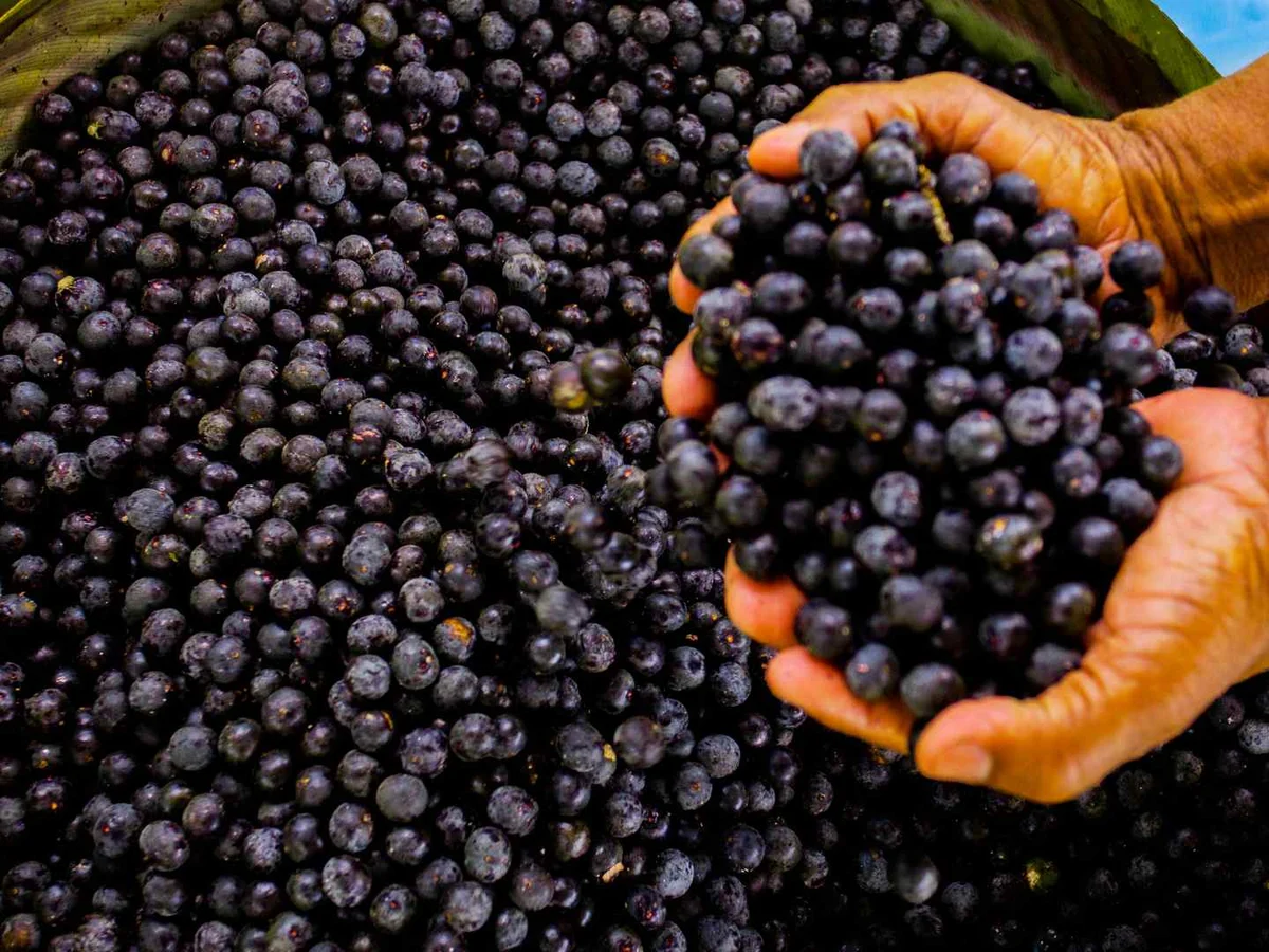 Two hands holding fresh dark acai berries above a harvested pile.