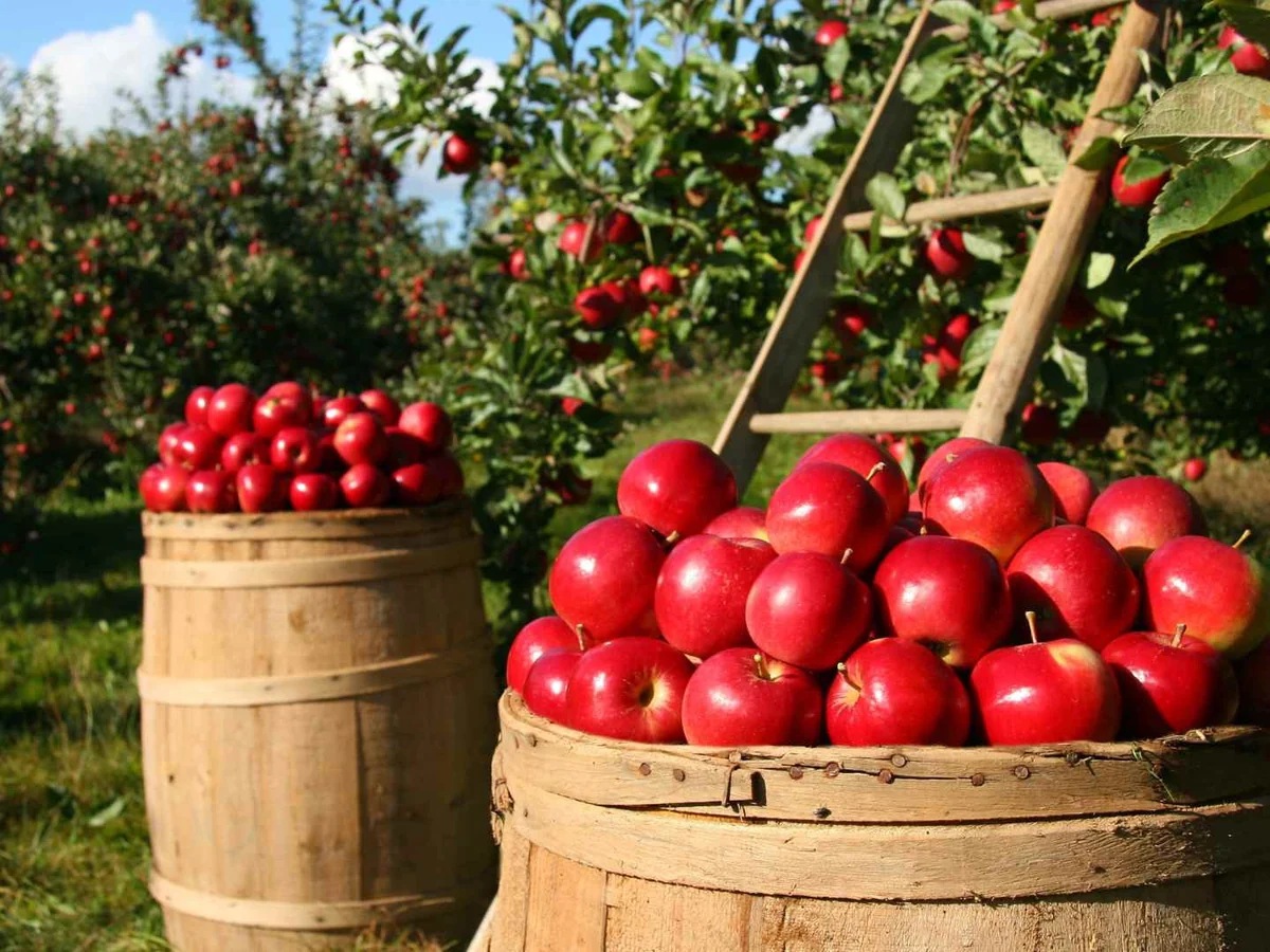 Baskets of red apples in an orchard