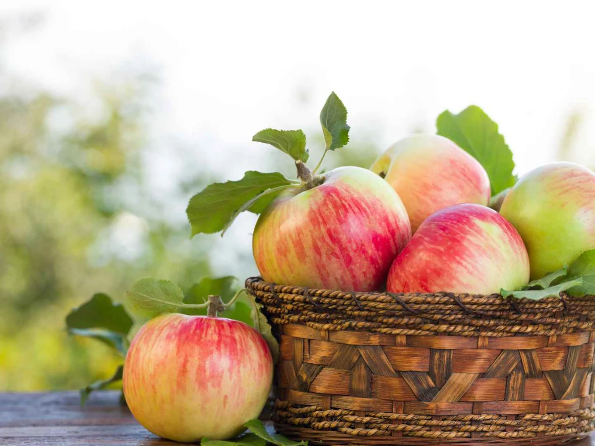 A wicker basket of red and green apples on an outdoor table