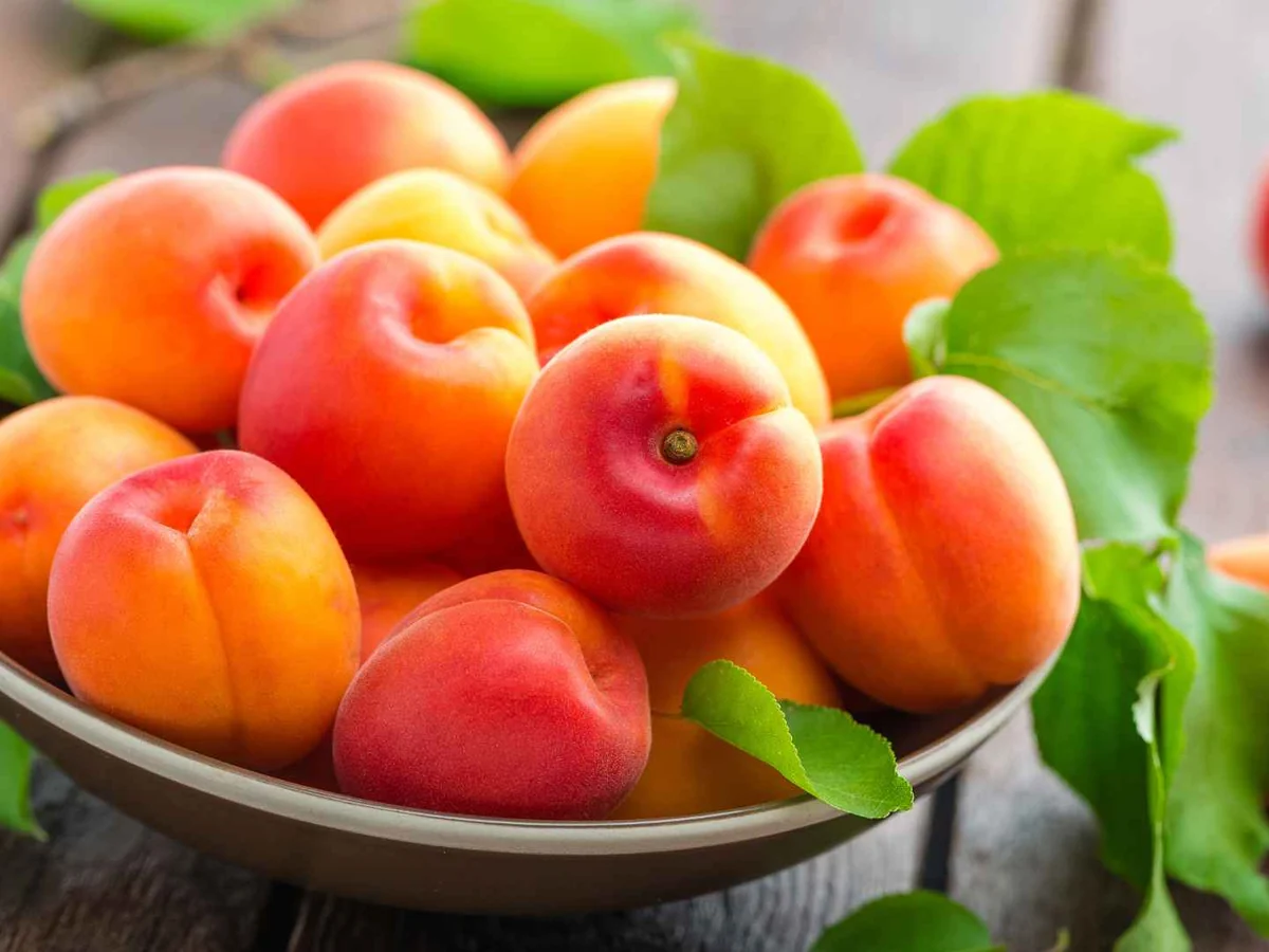 A bowl of fresh orange apricots with green leaves
