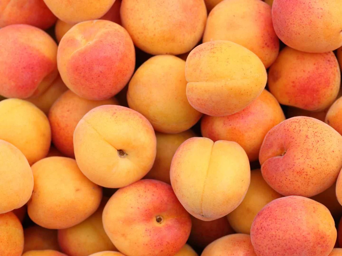 A close pile of whole fresh apricots