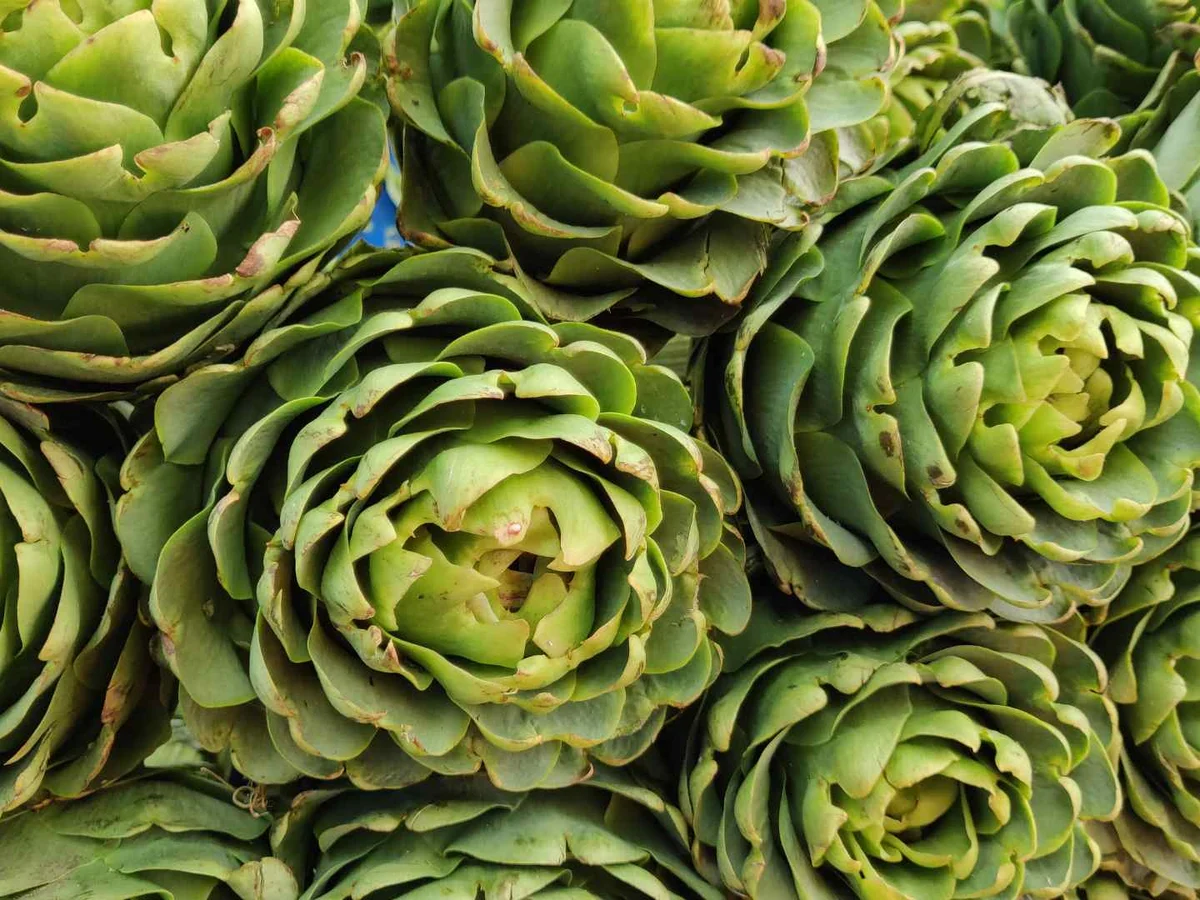 Green artichokes arranged upright in dense rows.