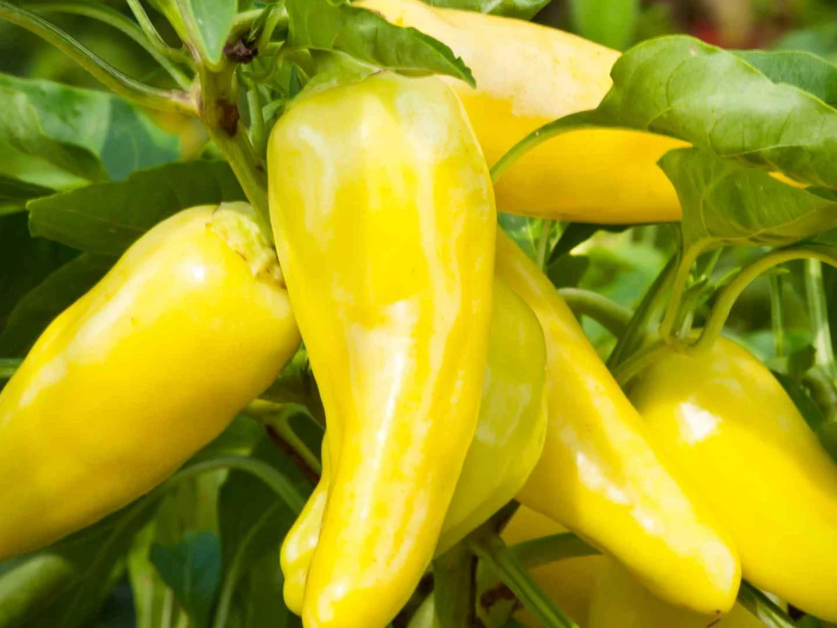 Yellow banana peppers growing on a leafy plant
