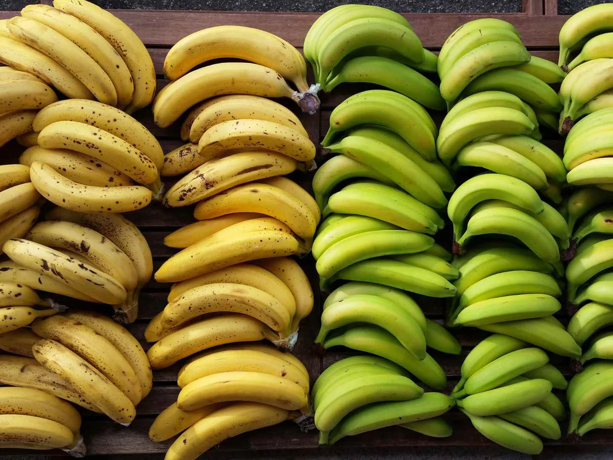 Rows of yellow and green bananas showing different ripeness
