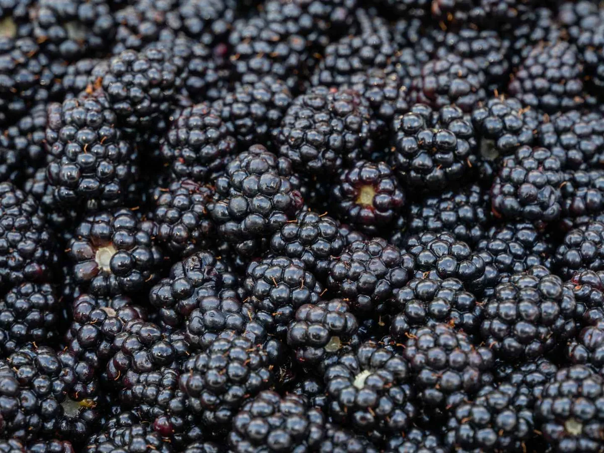 A close pile of ripe blackberries