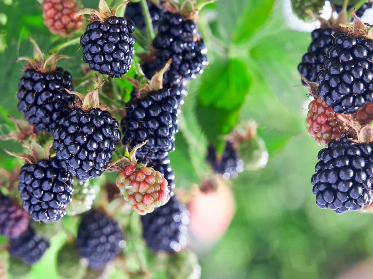 Ripe blackberries hanging from a leafy bramble