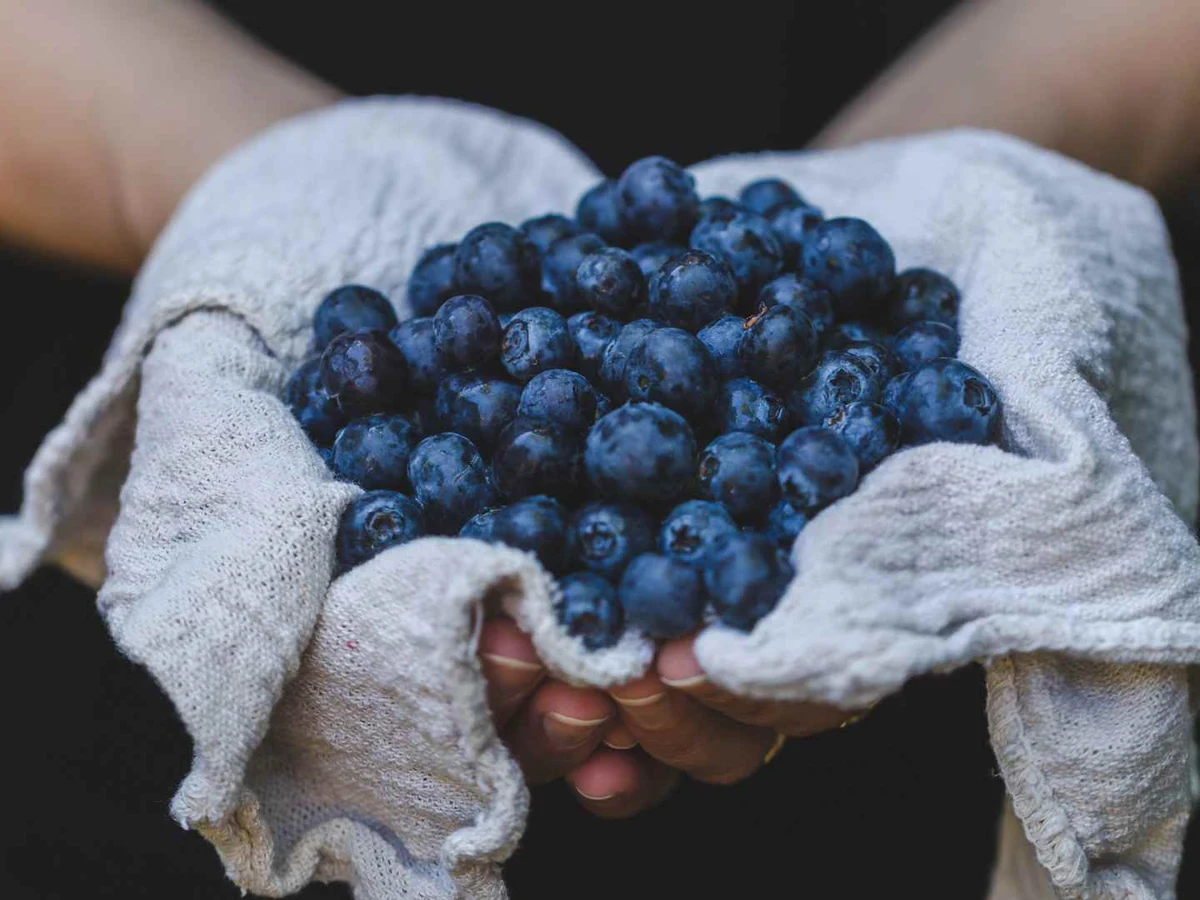 Fresh blueberries cradled in two hands lined with a gray cloth.