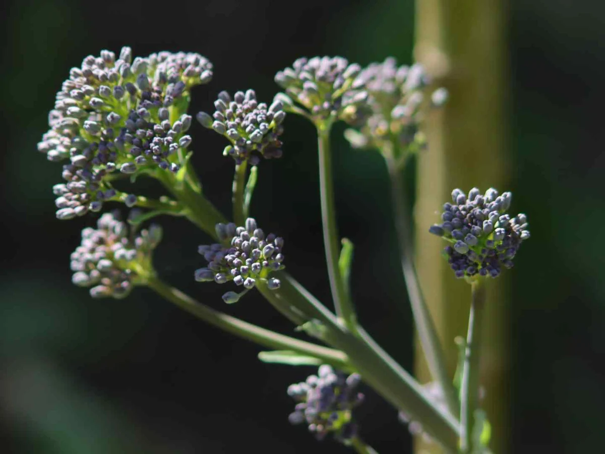 A flowering broccoli stalk photographed outdoors