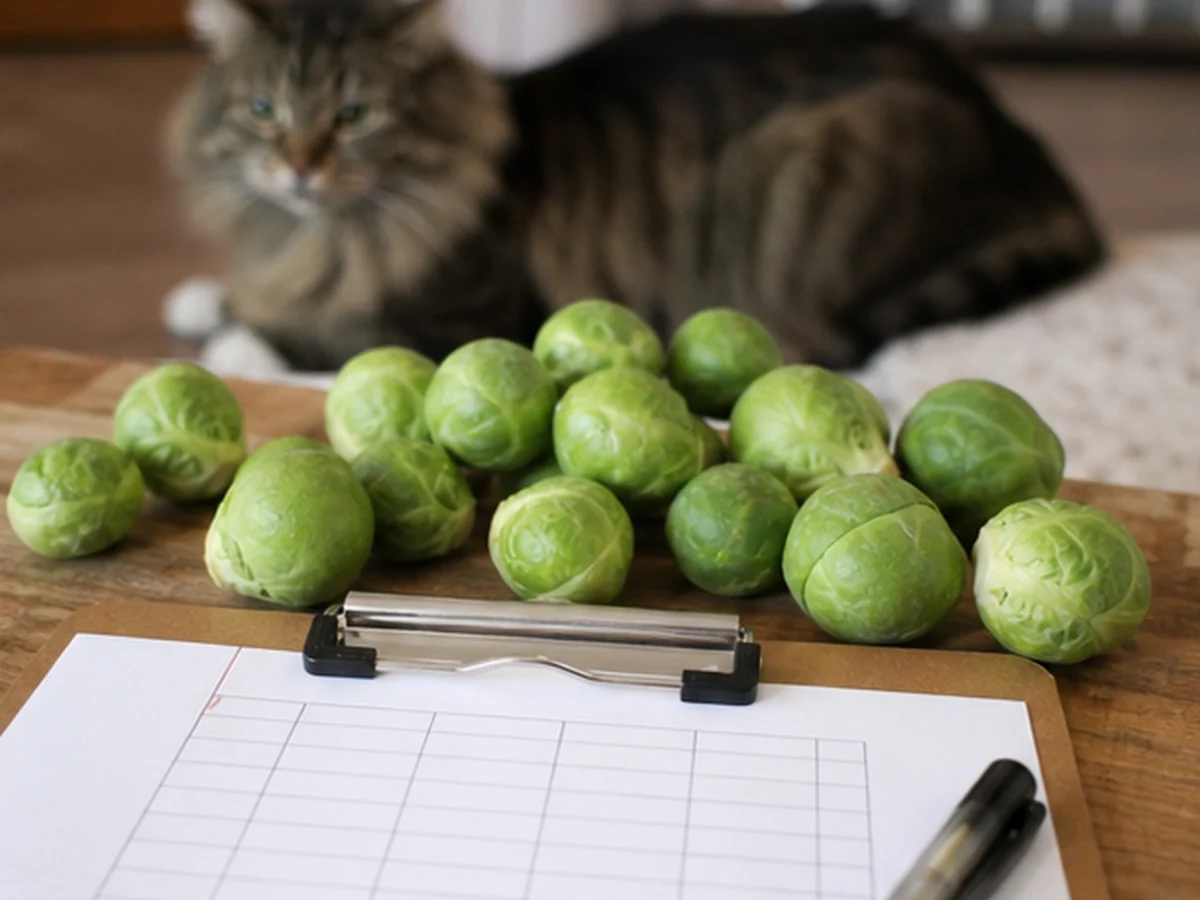 Cat kept behind a kitchen scene involving brussel sprouts