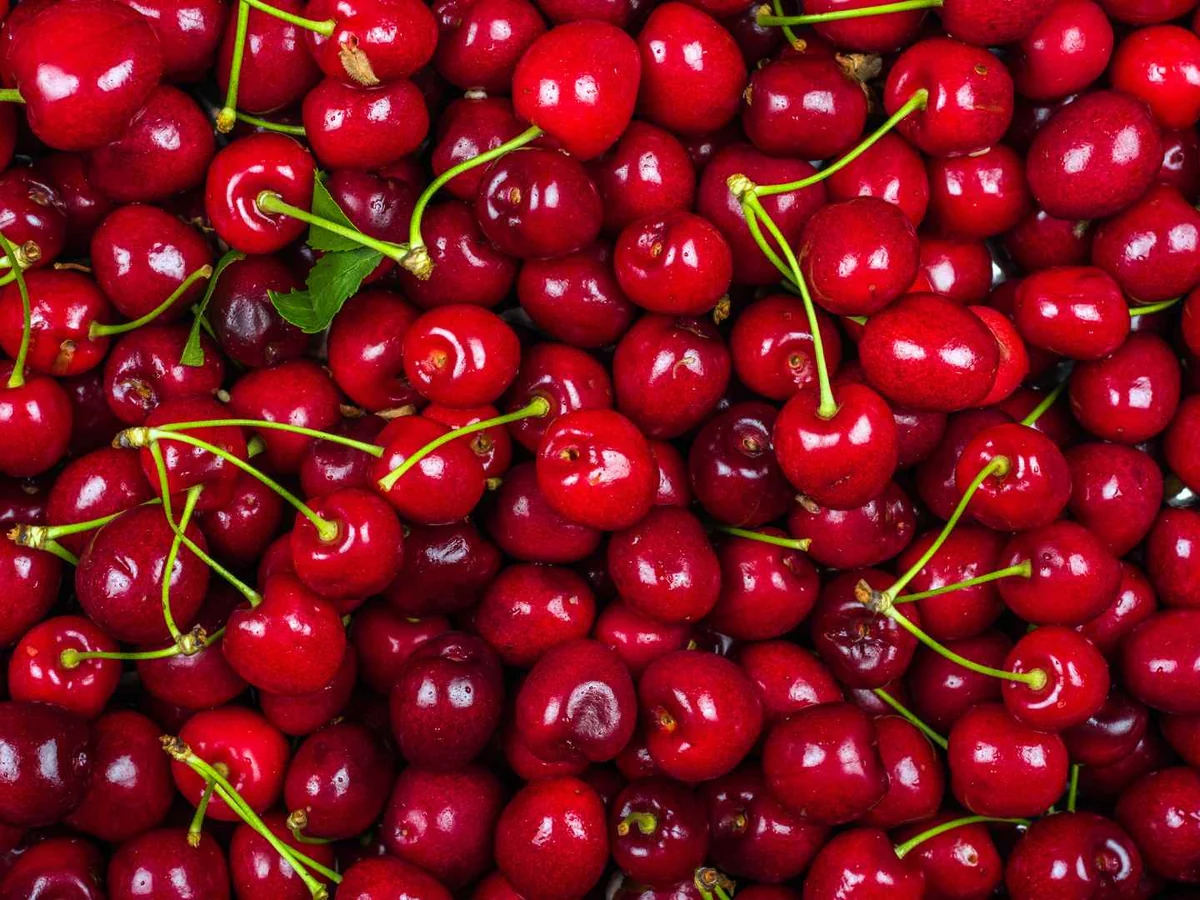 A close view of many fresh red cherries with stems