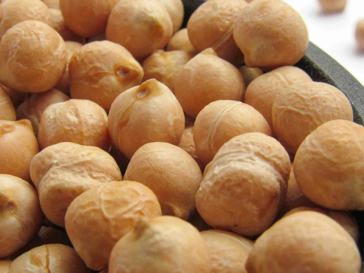 Dry chickpeas filling a shallow pan in close-up.