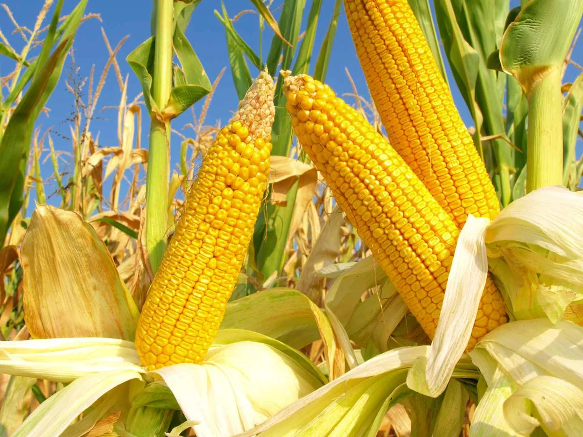 Yellow corn cobs growing on upright stalks in a field