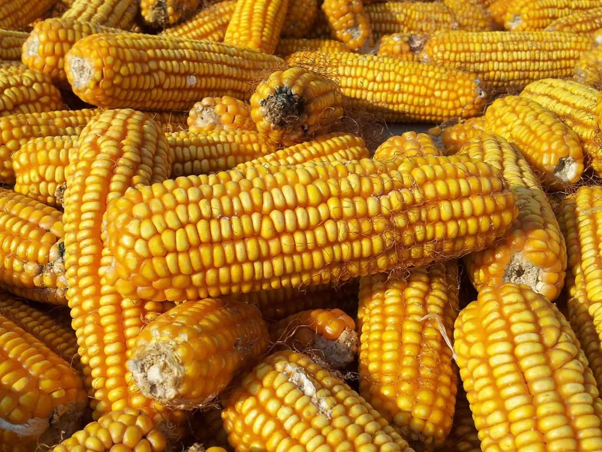 A large pile of dried yellow corn cobs