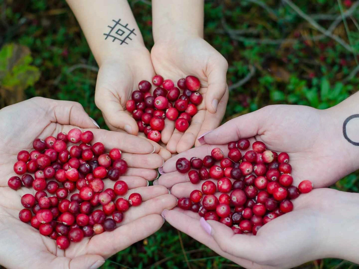 Several hands holding small piles of fresh cranberries outdoors.