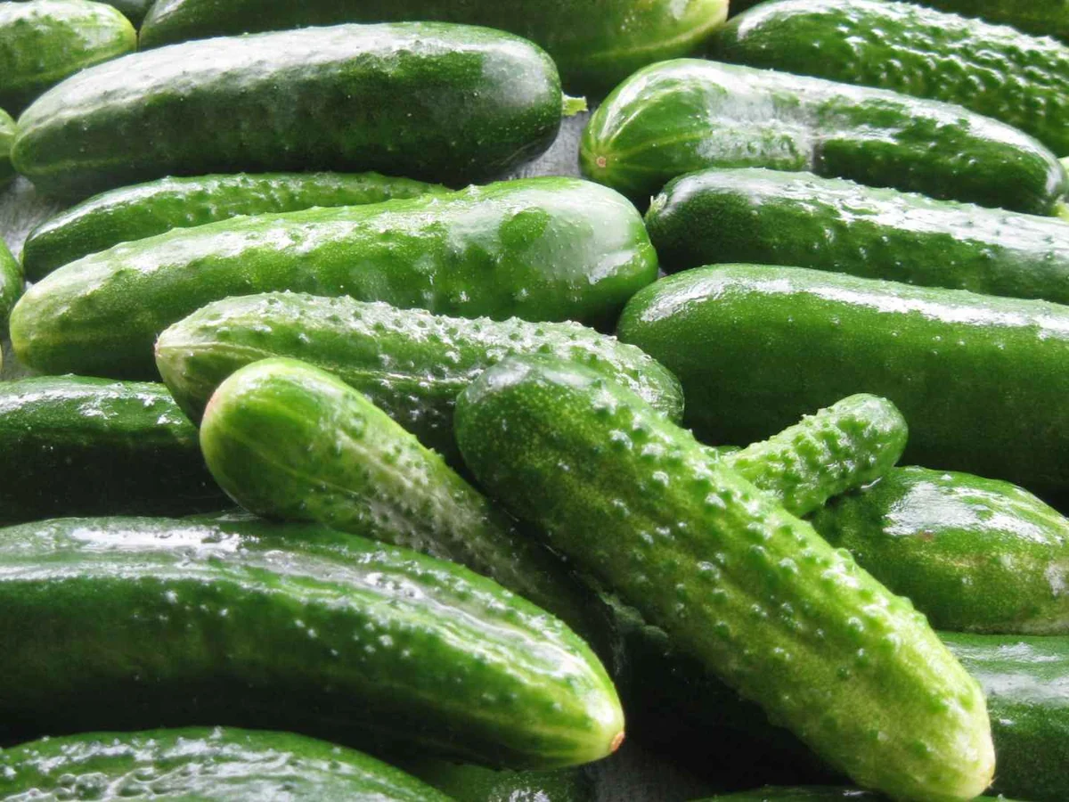 A dense pile of small dark green cucumbers