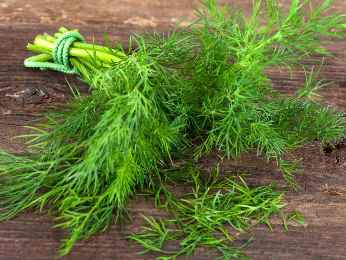 Fresh dill sprigs tied together on a dark wooden surface.