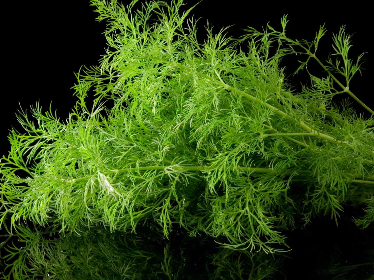 A dense bundle of fresh dill against a black background.