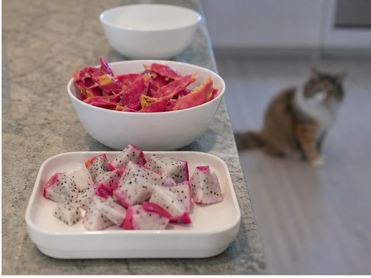 Cat kept behind a kitchen scene involving dragon fruit