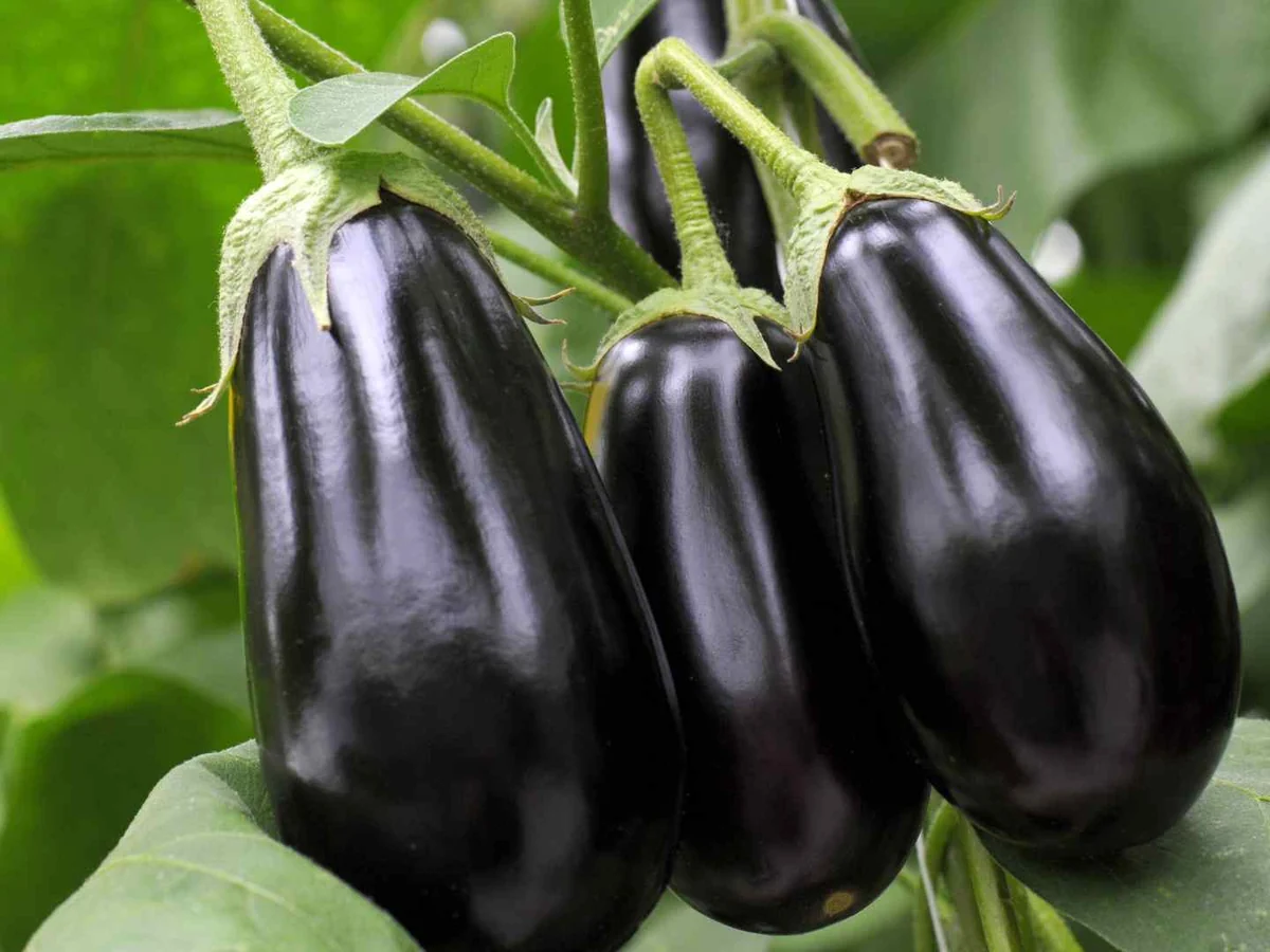 Two glossy purple eggplants hanging on a plant