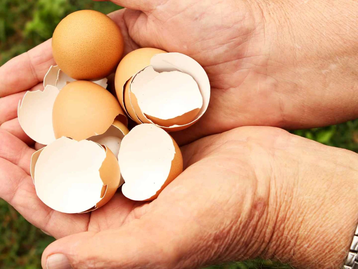 Two hands holding whole eggs and broken eggshell halves outdoors.