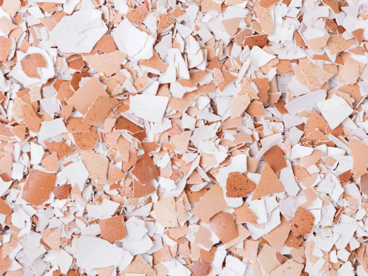 Crushed brown and white eggshell fragments covering the frame.