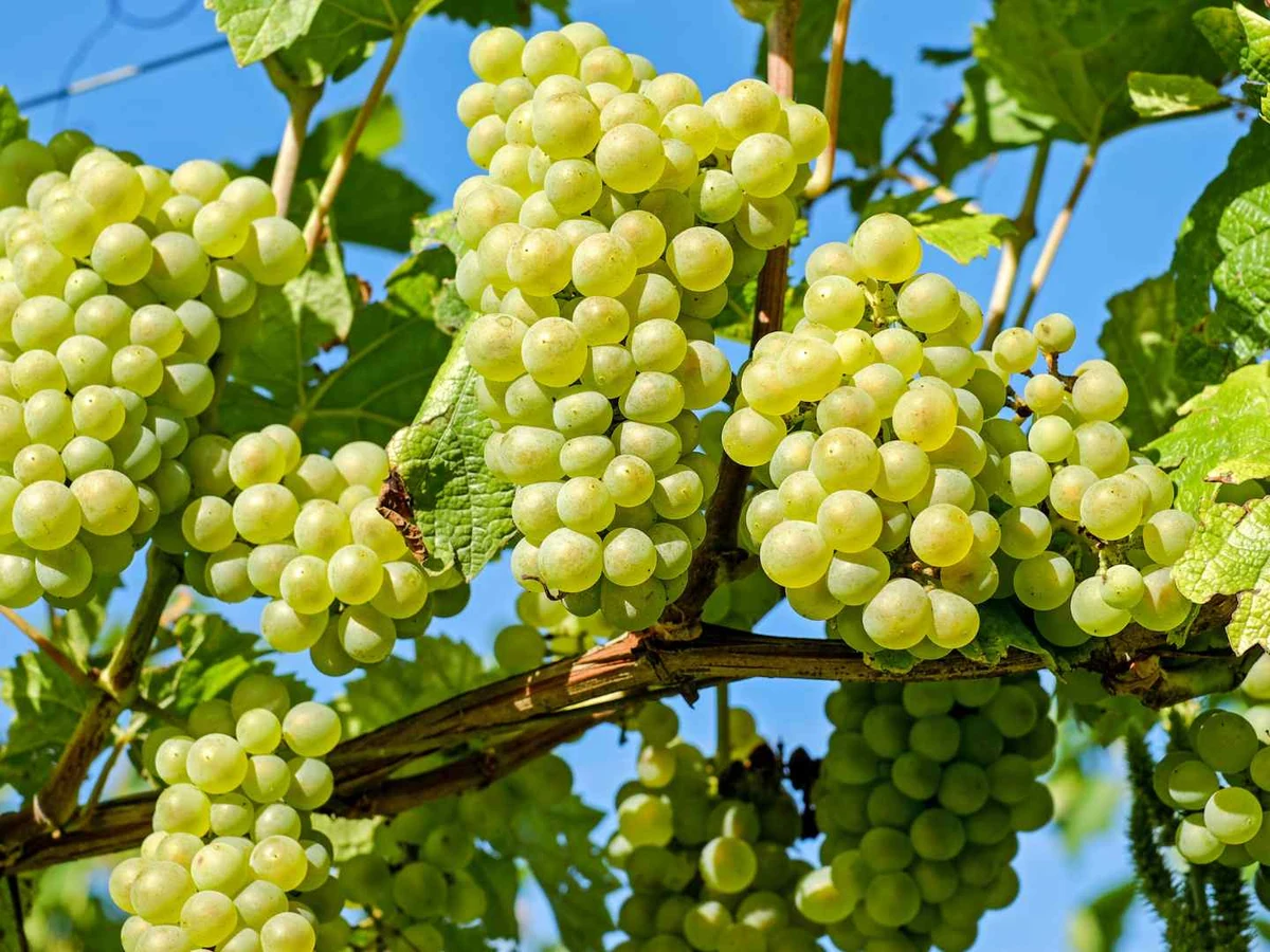 Clusters of green grapes hang from vines under a blue sky.
