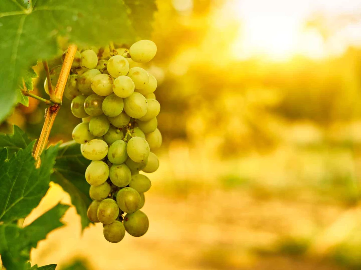 A cluster of green grapes hangs in warm sunlight in a vineyard.