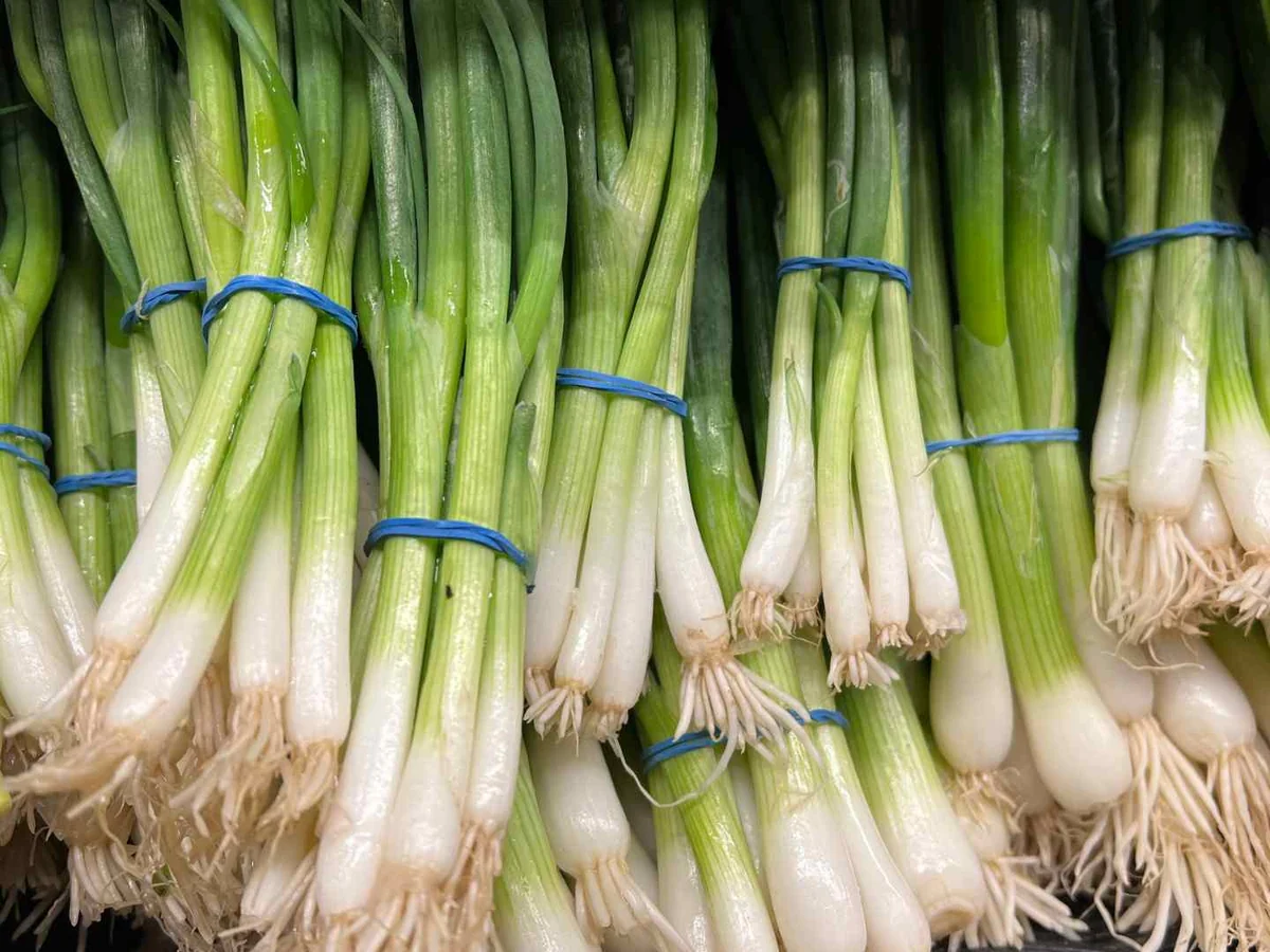 Bundles of whole green onions at a market