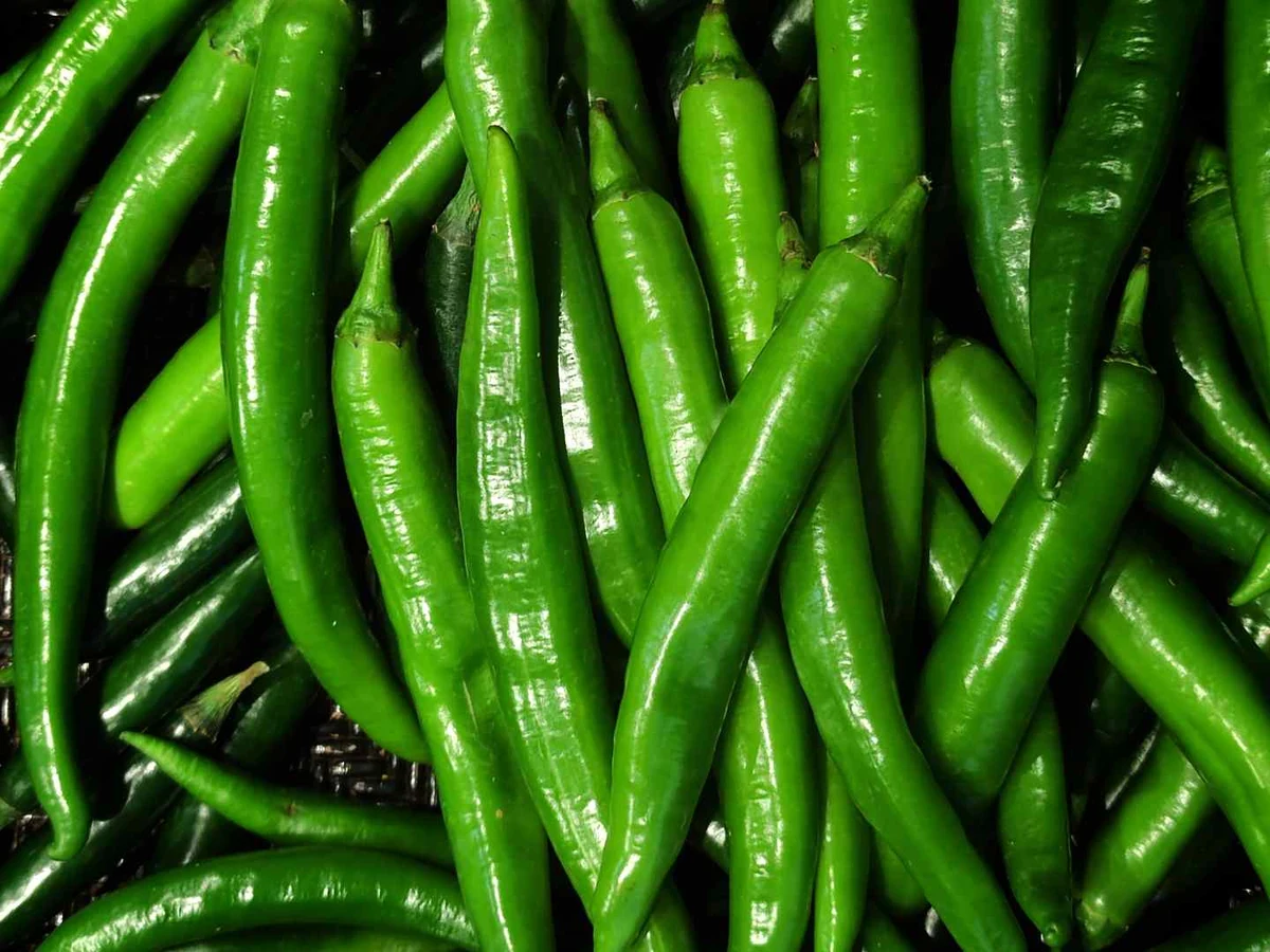 Long slender green chile peppers fill the frame.