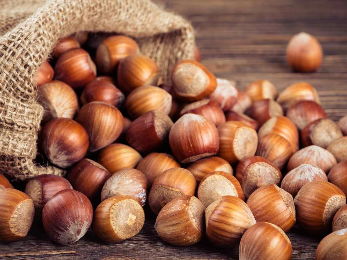 Whole hazelnuts spilling from a burlap sack