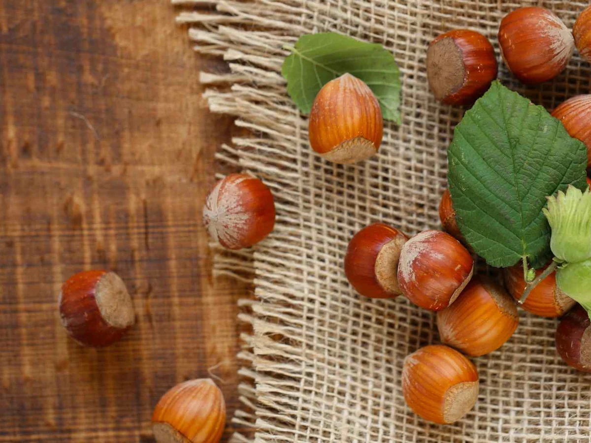 Whole hazelnuts scattered on burlap and a wooden surface