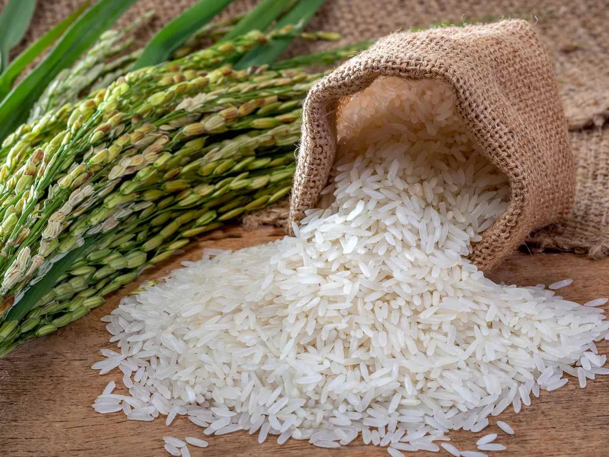 White rice spilling from a burlap sack beside rice stalks