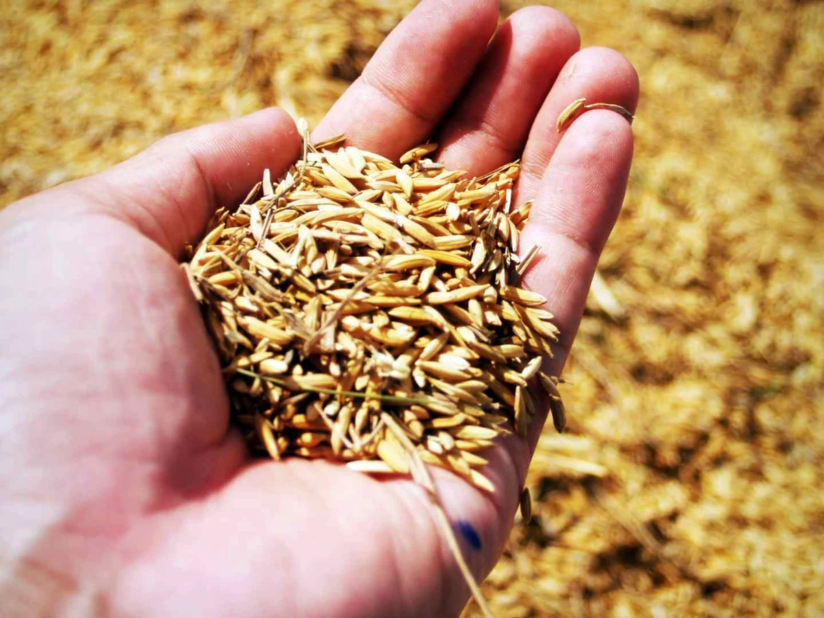 A hand holding unhusked rice grains over a field