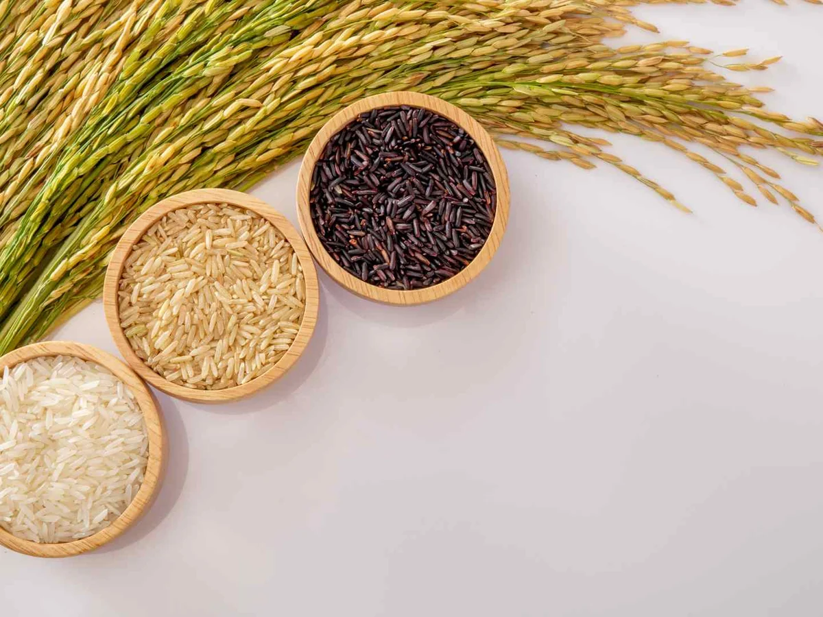 Three bowls of white, brown, and black rice beside rice stalks