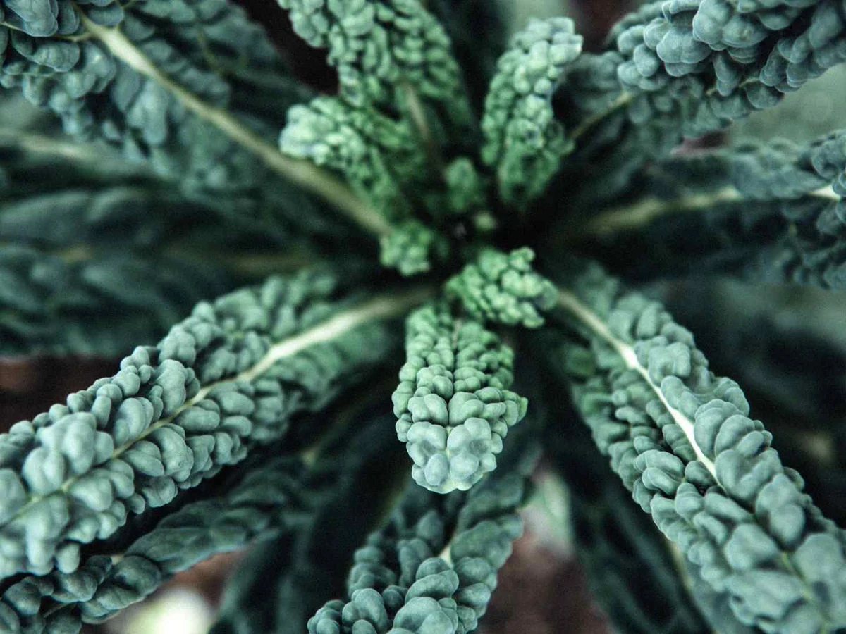 A close top view of dark lacinato kale leaves