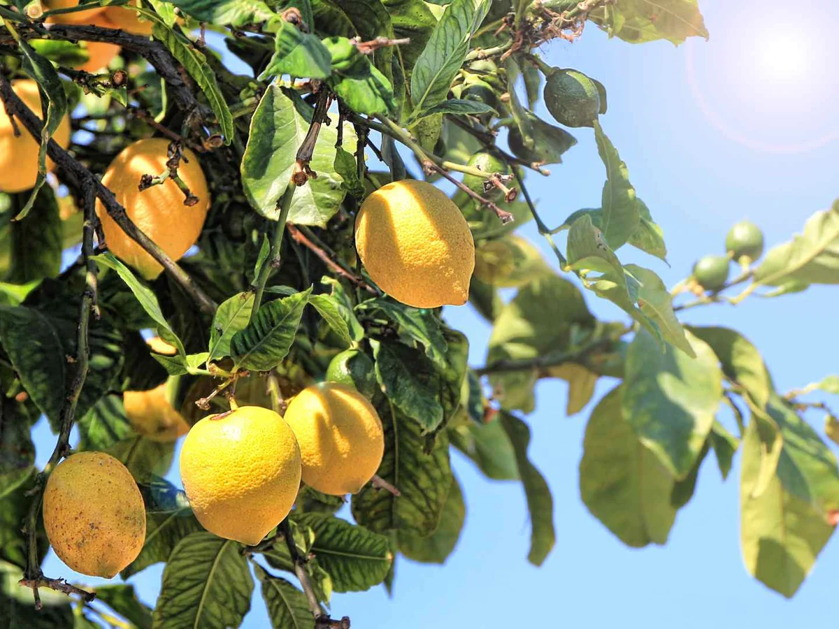 Whole lemons growing on a tree under a blue sky