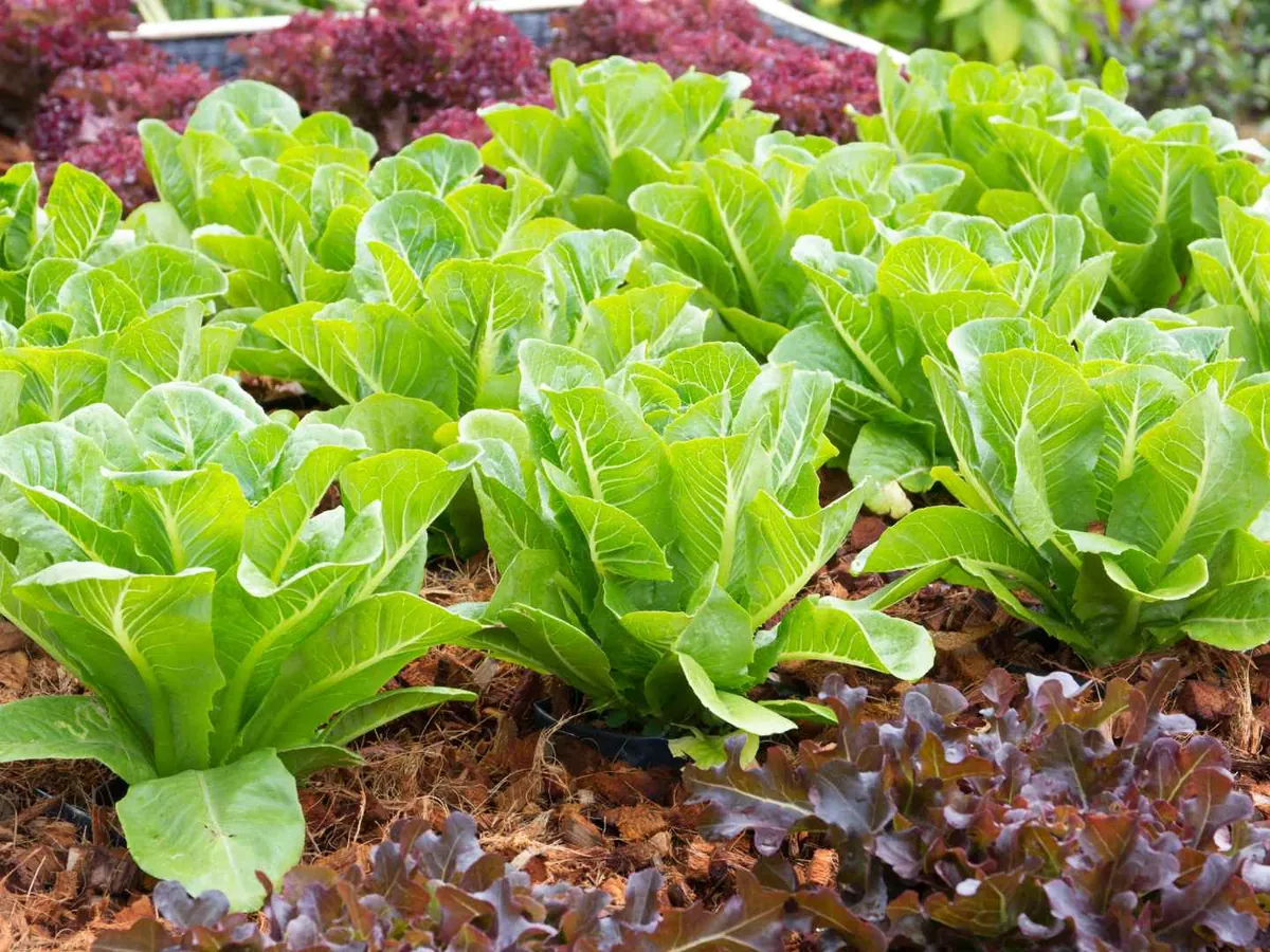 Rows of green and red leaf lettuce growing outdoors