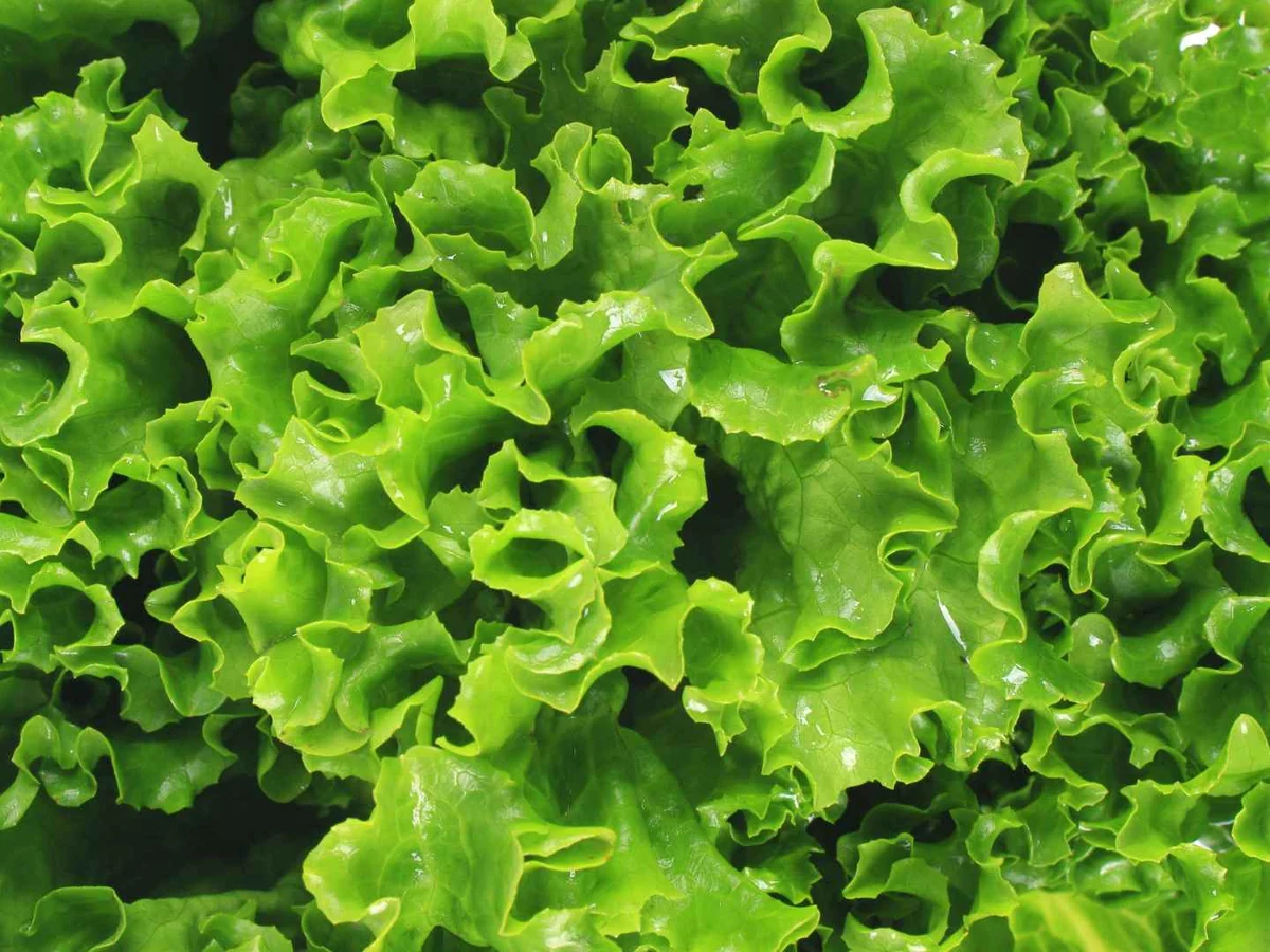 A close view of ruffled green leaf lettuce