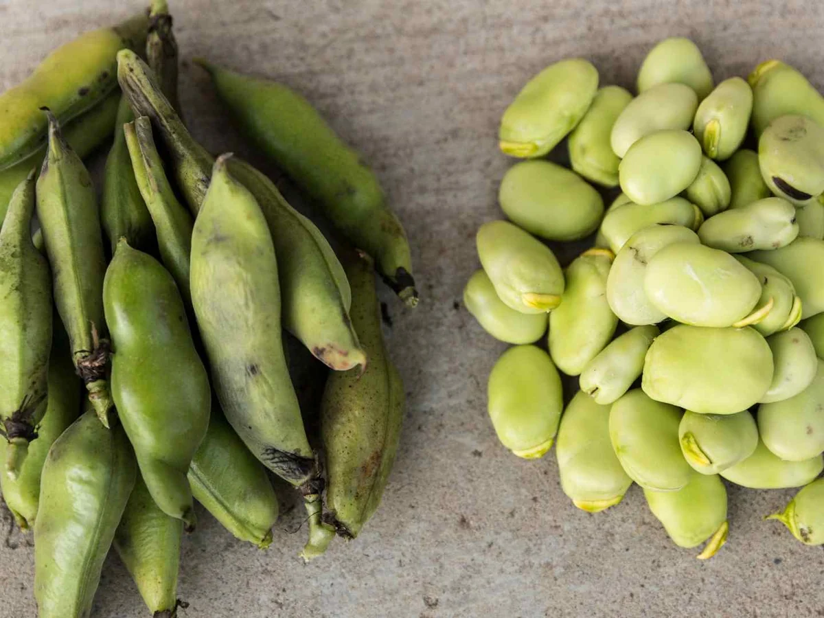 Lima bean pods and shelled green beans on a stone surface