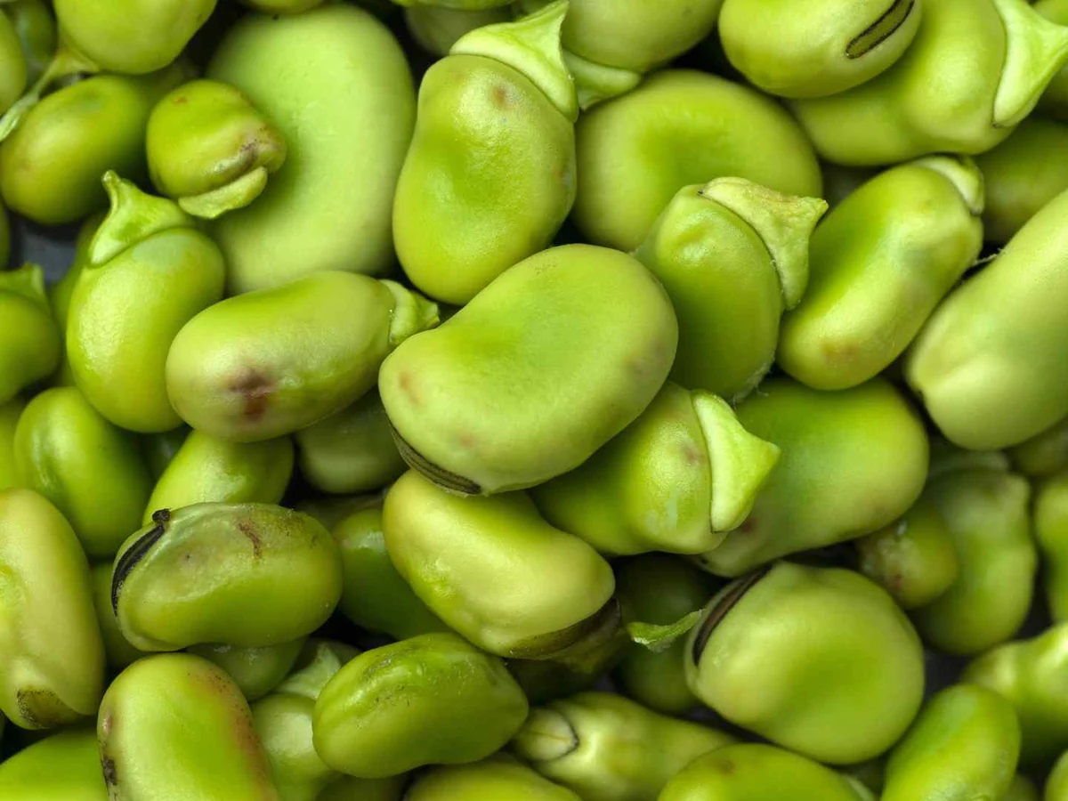 A close pile of fresh shelled green lima beans
