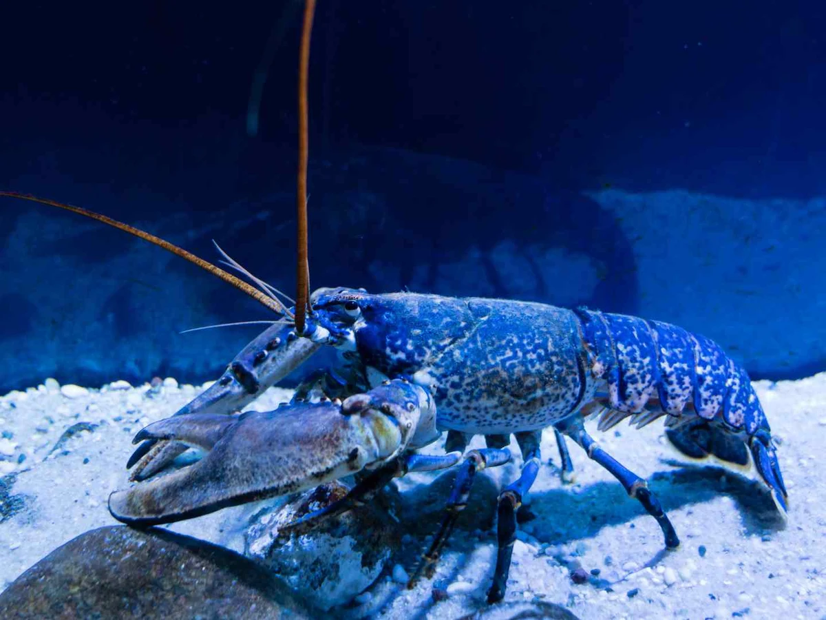 A bright red cooked lobster resting on a coastal rock.
