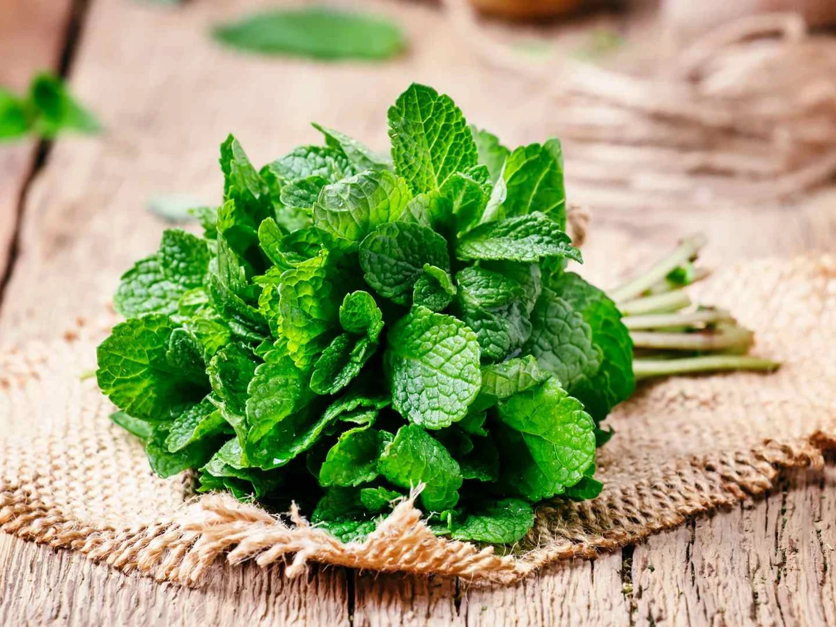 Can Cats Eat Mint? Culinary Leaves, Pennyroyal, Oils, Extracts, and Candy
