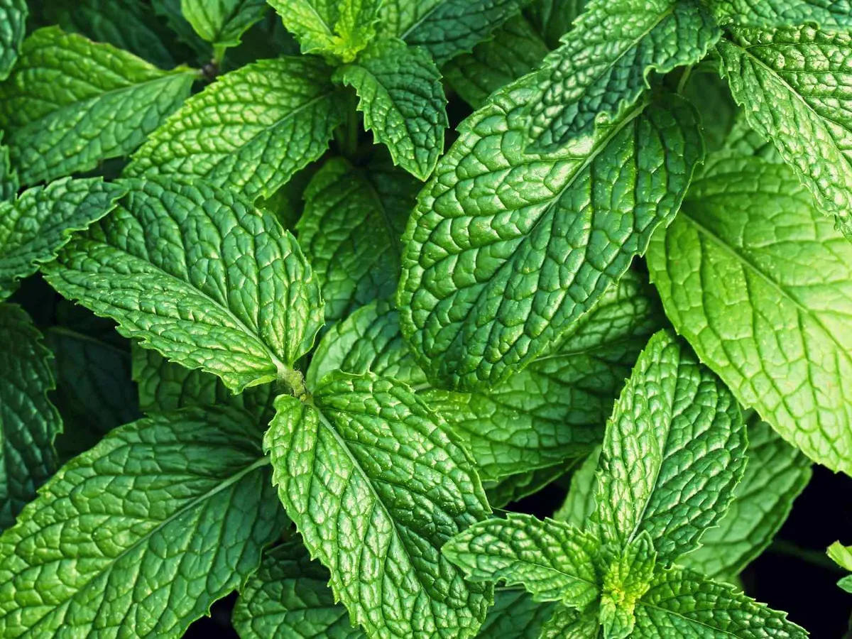 A close patch of fresh green mint leaves