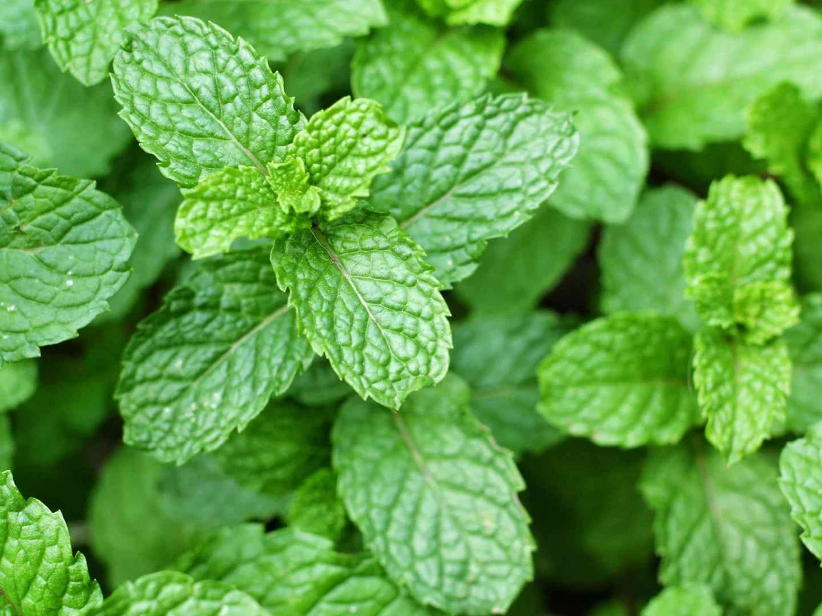 Fresh mint plants filling the frame