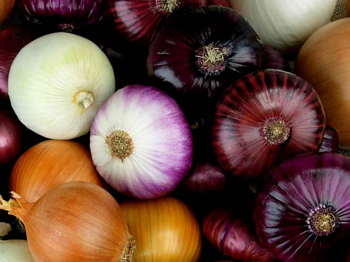 Whole red, yellow, white, and purple onions filling the frame
