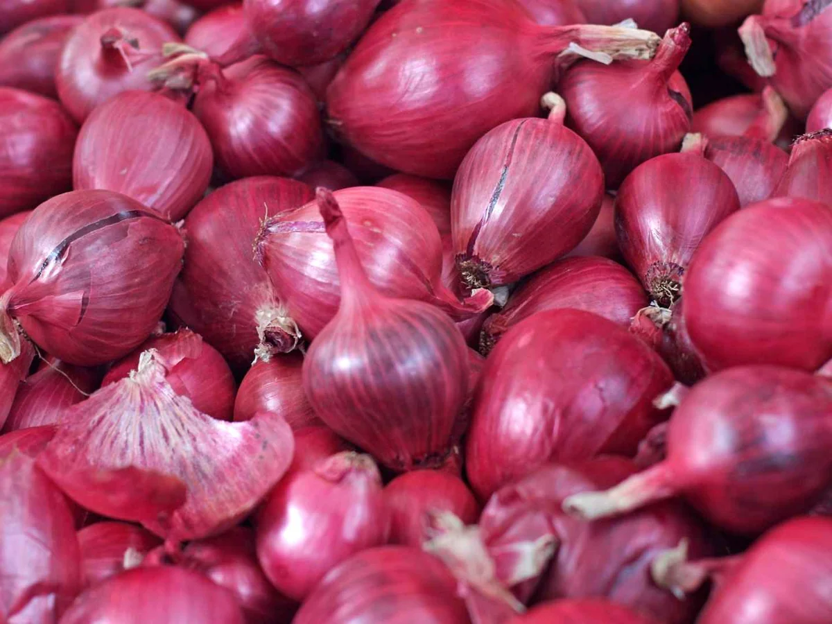 A close pile of whole red onions with papery skins