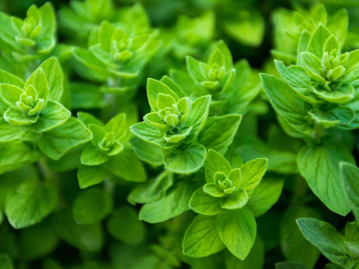 Fresh oregano plants growing in a dense patch